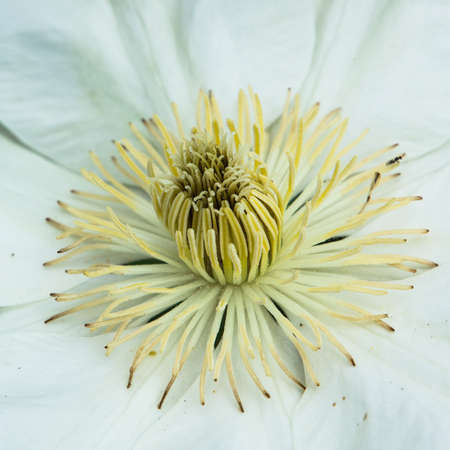 A close-up of a lovely white clematis の写真素材