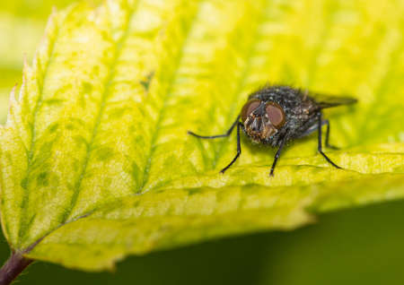 A close-up of a small fly sitting on a green leaf 