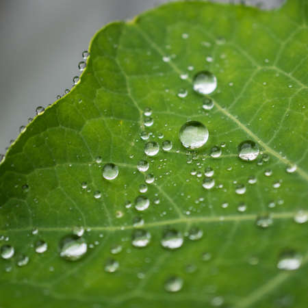 A close-up of some individual raindrops 