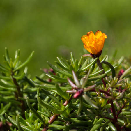 A portulaca bloom appears from the masses の写真素材