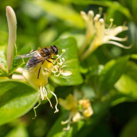 A bee feeds from a honeysuckle bloom の写真素材