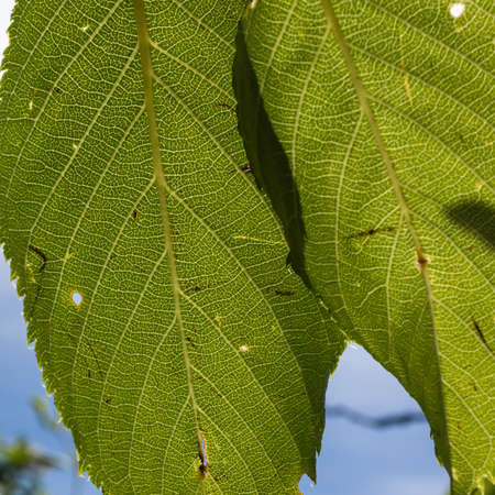 Two cherry tree leaves hand side by side 