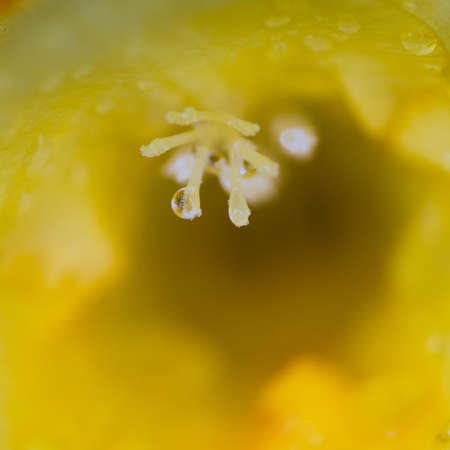 A close-up of a yellow freesia stamen, shot with very shallow depth of field 