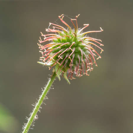 The spiky spent flower head of a weed 