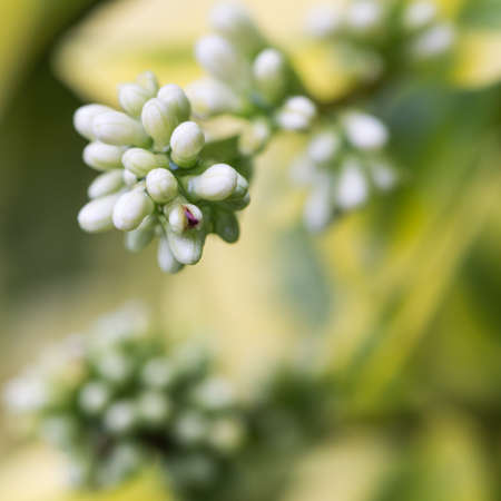 The buds of a privet hedge の写真素材