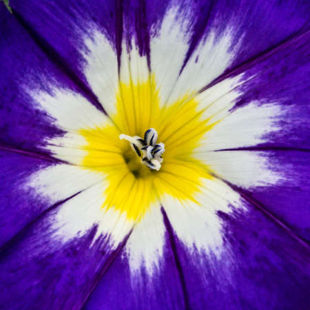 A close-up of a wildflower bloom   