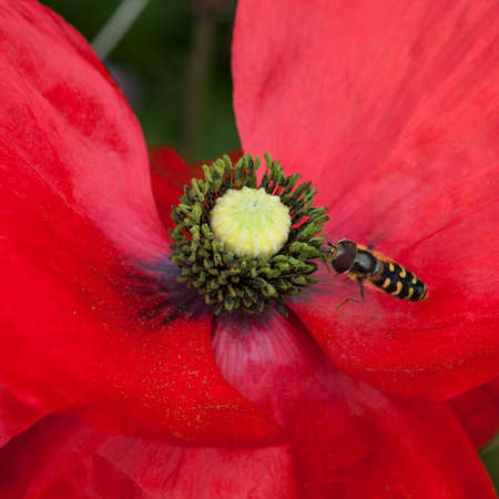 A hoverfly collects pollen from a poppy whilst hovering の写真素材
