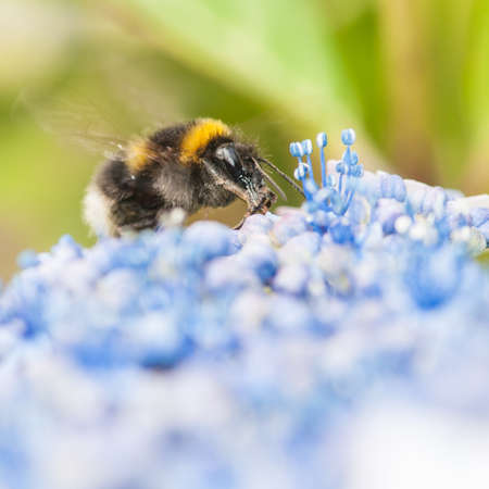 A bumblebee forages amongst the hydrangea blooms 