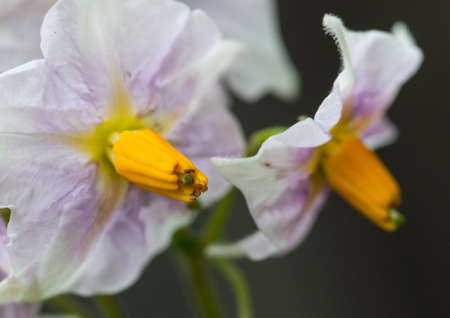 A close-up of a potato plant bloom 