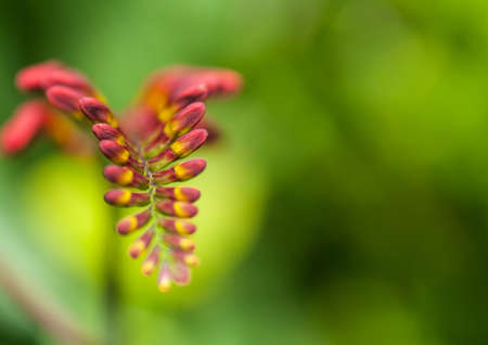 A close-up of some crocosmia buds of variety lucifer の写真素材