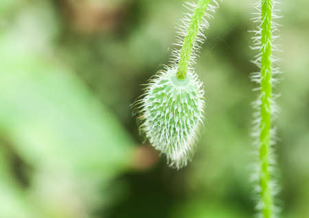 A close-up of a hairy stemmed poppy bud の写真素材
