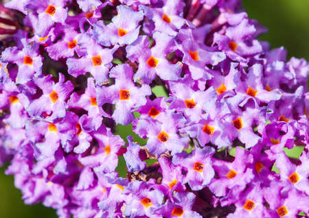 A close-up of the tiny blooms of a buddleia bush の写真素材