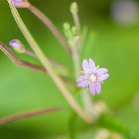 A weed with a little purple flower の写真素材
