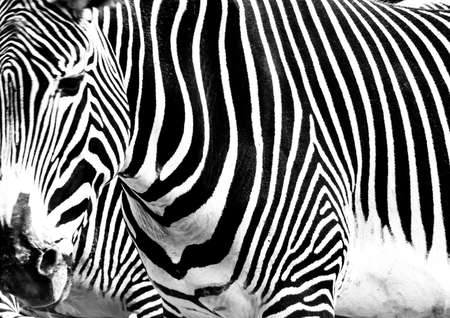 A close-up of a zebra の写真素材