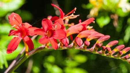 A close-up of a crocosmia called lucifer の写真素材