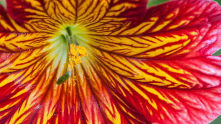 The striking pattern of a red and yellow salpiglossis bloom の写真素材