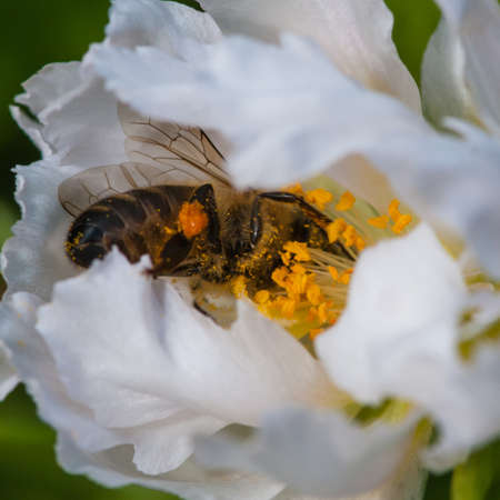 A bee collects pollen from a portulaca bloom の写真素材