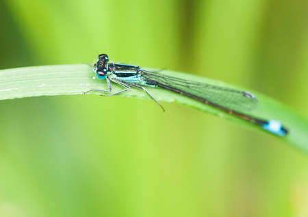 A damselfly sits on a green leaf 