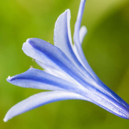 Looking at the rear side of a blue agapanthus bloom の写真素材