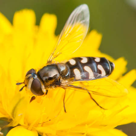 A hoverfly collects pollen from a yellow wildflower 