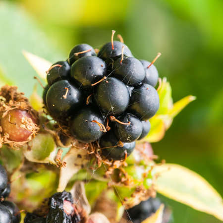 A close-up shot of a bramble の写真素材