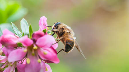 A small bee shot on top of an escallonia bush の写真素材