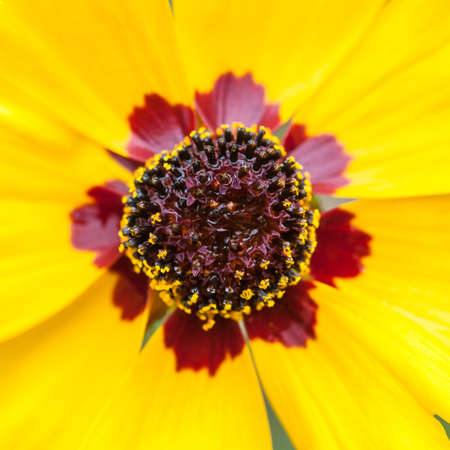 The central details of a yellow wildflower 