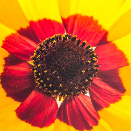 A close-up shot of a backlit yellow wildflower の写真素材