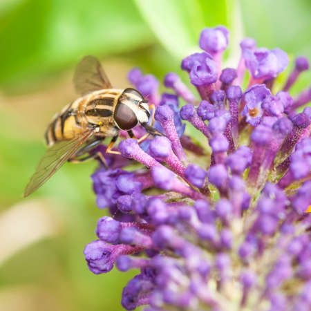 A hoverfly collects pollen from a purple butterfly bush 