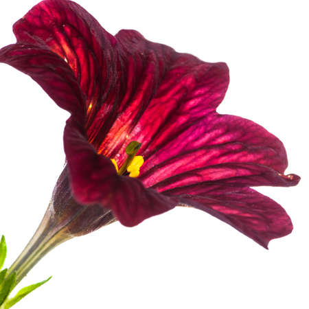 A macro shot of a deep red salpiglossis bloom isolated against a white background の写真素材