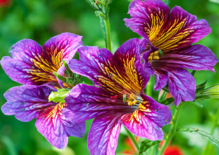 A trio of multicoloured salpiglossis blooms の写真素材