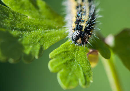 A close-up of a large white butterfly caterpillar 