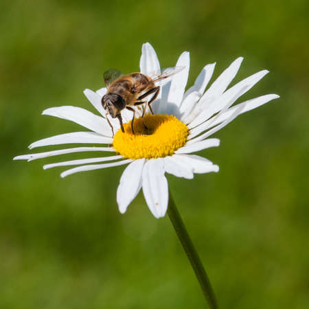 A hoverfly sits atop an ox eye daisy 