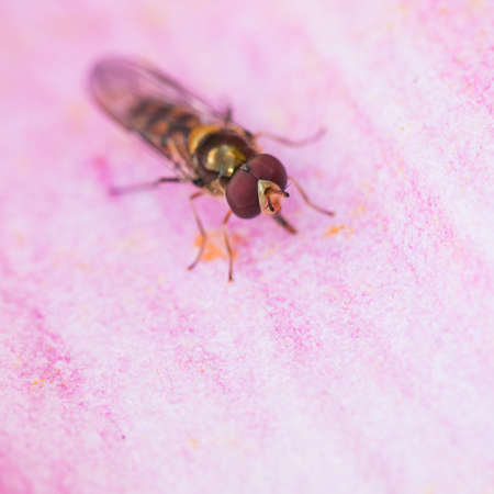 A hoverfly sits on a pink lily petal の写真素材