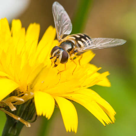 A hoverfly collects pollen from a yellow wildflower 