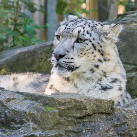 A snow leopard sits on a rock の写真素材
