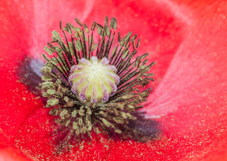 A close-up of the centre details of a poppy の写真素材