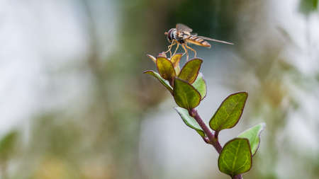 A hoverfly sits atop a green leaf の写真素材