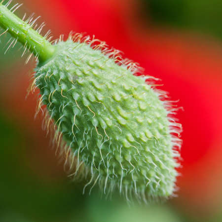 A hairy poppy bud shot in front of a red poppy の写真素材