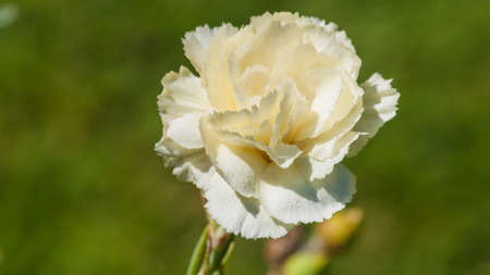 A close-up of a carnation bloom の写真素材