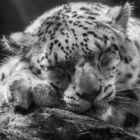 A snow leopard has a bit of a snooze の写真素材