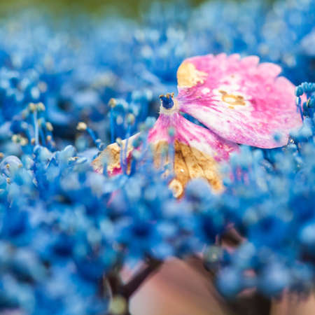 A pink hydrangea bract settles amongst a sea of blue hydrangeas の写真素材