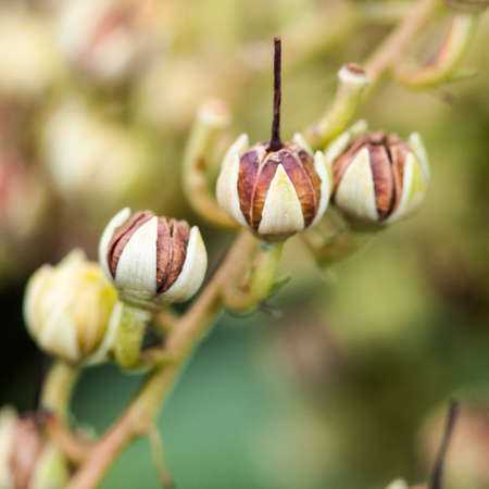 The seed pods of a forest flame bush 