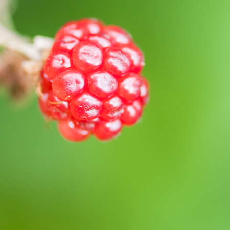 A macro shot of a large red juicy bramble の写真素材