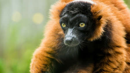 A close-up of a red ruff lemur 