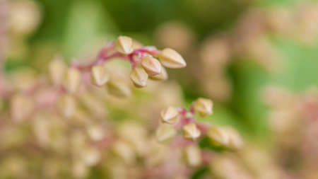 A close-up of a forest flame bush 