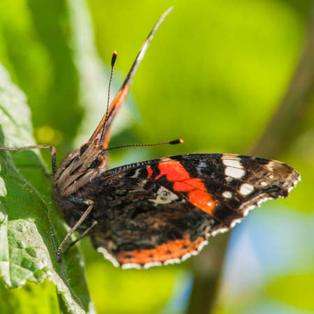 A macro shot of red admiral sitting on a green leaf の写真素材