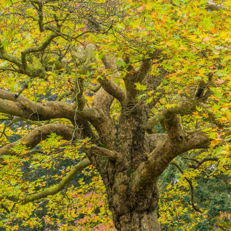 The trunk and branches of a tree rise up through the leaves 