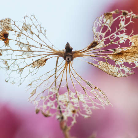 A close-up of the skeletal remains of a hydrangea bract の写真素材