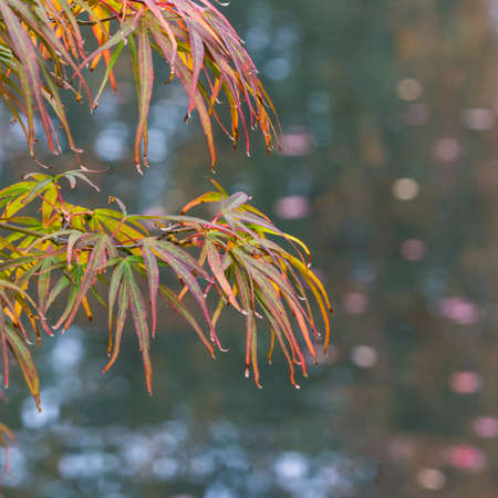 The leaves of an acer tree reach out over a pond の写真素材